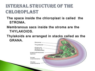The space inside the chloroplast is called the 
STROMA. 
Membranous sacs inside the stroma are the 
THYLAKOIDS. 
Thylakoids are arranged in stacks called as the 
GRANA. 
 