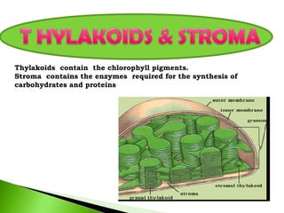 Thylakoids contain the chlorophyll pigments. 
Stroma contains the enzymes required for the synthesis of 
carbohydrates and proteins 
 