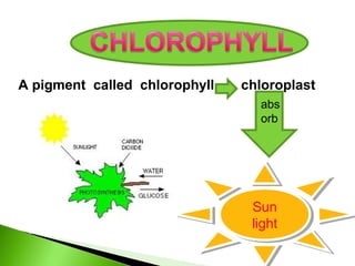 A pigment called chlorophyll chloroplast 
abs 
orb 
Sun 
light 
Sun 
light 
 