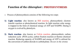 Function of the chloroplast : PHOTOSYNTHESIS
o Process of photosynthesis consists of the following two steps
1) Light reaction- also known as Hill reaction, photosynthetic electron
transfer reaction or photochemical reaction. In light reaction solar energy
is trapped in the form of chemical energy of ATP and NADPH. During it
oxygen is evolved by photolysis.
2) Dark reaction- also known as Calvin reaction, photosynthetic carbon
reduction cycle (PCR cycle), carbon fixation reaction or thermo chemical
reaction. Reducing capacity of NADPH and energy of ATP is utilized for
the conversion of carbon dioxide to carbohydrate. Occurs in the stroma
 