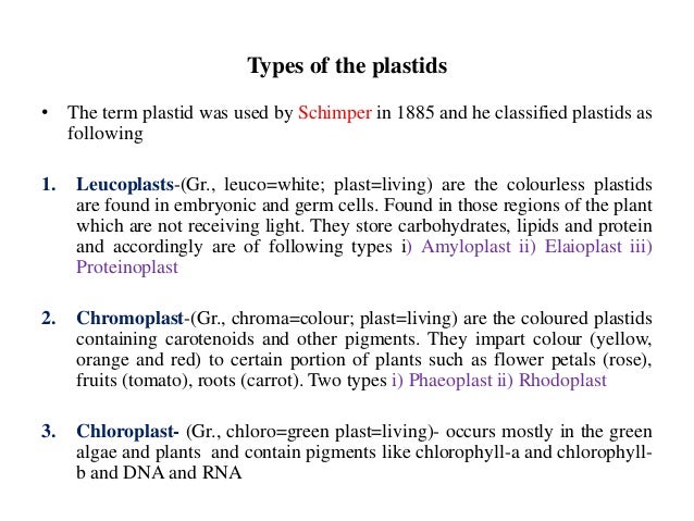Chloroplast