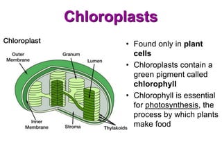 Chloroplasts
• Found only in plant
cells
• Chloroplasts contain a
green pigment called
chlorophyll
• Chlorophyll is essential
for photosynthesis, the
process by which plants
make food
 