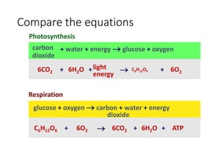 glucose + oxygen  carbon + water + energy
dioxide
C6H12O6 6O2 6CO2 6H2O ATP+ + +
+ water + energy  glucose + oxygencarbon
dioxide
6CO2 6H2O C6H12O6 6O2
light
energy
+ ++
Compare the equations
Photosynthesis
Respiration
 