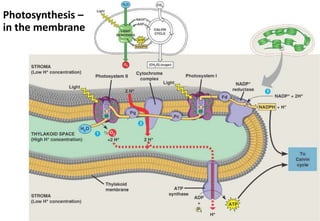 Photosynthesis –
in the membrane
 
