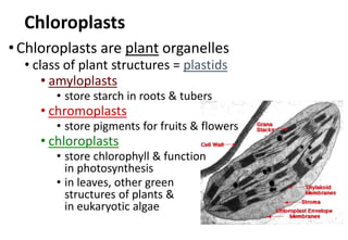 Chloroplasts
•Chloroplasts are plant organelles
• class of plant structures = plastids
• amyloplasts
• store starch in roots & tubers
• chromoplasts
• store pigments for fruits & flowers
• chloroplasts
• store chlorophyll & function
in photosynthesis
• in leaves, other green
structures of plants &
in eukaryotic algae
 