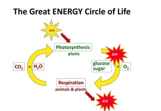 The Great ENERGY Circle of Life
sun
ATP
Photosynthesis
Respiration
O2
glucose
sugarCO2
H2O+ +
plants
animals & plants
ATP
 