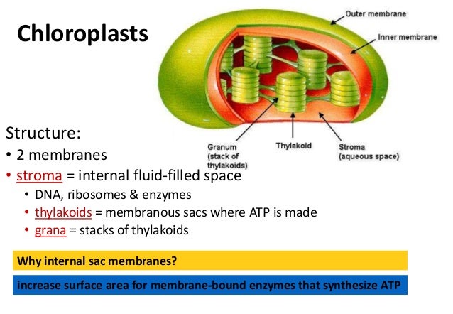 Chloroplast