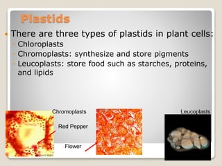 Plastids
 There are three types of plastids in plant cells:
◦ Chloroplasts
◦ Chromoplasts: synthesize and store pigments
◦ Leucoplasts: store food such as starches, proteins,
and lipids
Chromoplasts
Red Pepper
Flower
Leucoplasts
 