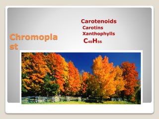 Chromopla
st
Carotenoids
Carotins
Xanthophylls
C40H56
 