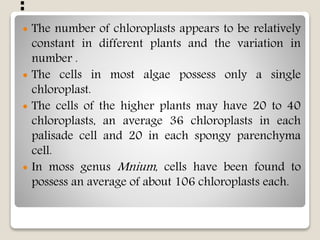 :
 The number of chloroplasts appears to be relatively
constant in different plants and the variation in
number .
 The cells in most algae possess only a single
chloroplast.
 The cells of the higher plants may have 20 to 40
chloroplasts, an average 36 chloroplasts in each
palisade cell and 20 in each spongy parenchyma
cell.
 In moss genus Mnium, cells have been found to
possess an average of about 106 chloroplasts each.
 
