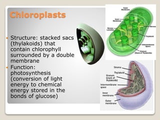 Chloroplasts
 Structure: stacked sacs
(thylakoids) that
contain chlorophyll
surrounded by a double
membrane
 Function:
photosynthesis
(conversion of light
energy to chemical
energy stored in the
bonds of glucose)
 