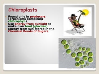 Chloroplasts
 Found only in producers
(organisms containing
chlorophyll)
 Use energy from sunlight to
make own food (glucose)
 Energy from sun stored in the
Chemical Bonds of Sugars
copyright cmassengale 16
 