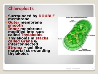 Chloroplasts
 Surrounded by DOUBLE
membrane
 Outer membrane
smooth
 Inner membrane
modified into sacs
called Thylakoids
 Thylakoids in stacks
called Grana &
interconnected
 Stroma – gel like
material surrounding
thylakoids
copyright cmassengale 17
 