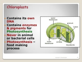 Chloroplasts
 Contains its own
DNA
 Contains enzymes
& pigments for
Photosynthesis
 Never in animal
or bacterial cells
 Photosynthesis –
food making
process
copyright cmassengale 18
 
