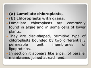  (a) Lamellate chloroplasts.
 (b) chloroplasts with grana.
 Lamellate chloroplasts are commonly
found in algae and in some cells of lower
plants.
 They are disc-shaped, primitive type of
chloroplasts bounded by two differentially
permeable unit membranes of
lipoproteins.
 In section it appears like a pair of parallel
membranes joined at each end.
 
