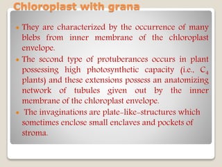 Chloroplast with grana
 They are characterized by the occurrence of many
blebs from inner membrane of the chloroplast
envelope.
 The second type of protuberances occurs in plant
possessing high photosynthetic capacity (i.e., C4
plants) and these extensions possess an anatomizing
network of tubules given out by the inner
membrane of the chloroplast envelope.
 The invaginations are plate-like-structures which
sometimes enclose small enclaves and pockets of
stroma.
 