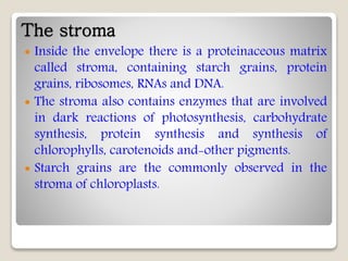 The stroma
 Inside the envelope there is a proteinaceous matrix
called stroma, containing starch grains, protein
grains, ribosomes, RNAs and DNA.
 The stroma also contains enzymes that are involved
in dark reactions of photosynthesis, carbohydrate
synthesis, protein synthesis and synthesis of
chlorophylls, carotenoids and-other pigments.
 Starch grains are the commonly observed in the
stroma of chloroplasts.
 