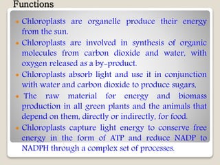 Functions
 Chloroplasts are organelle produce their energy
from the sun.
 Chloroplasts are involved in synthesis of organic
molecules from carbon dioxide and water, with
oxygen released as a by-product.
 Chloroplasts absorb light and use it in conjunction
with water and carbon dioxide to produce sugars,
 The raw material for energy and biomass
production in all green plants and the animals that
depend on them, directly or indirectly, for food.
 Chloroplasts capture light energy to conserve free
energy in the form of ATP and reduce NADP to
NADPH through a complex set of processes.
 