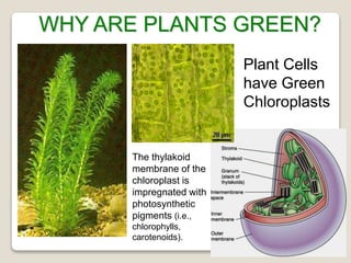 WHY ARE PLANTS GREEN?
Plant Cells
have Green
Chloroplasts
The thylakoid
membrane of the
chloroplast is
impregnated with
photosynthetic
pigments (i.e.,
chlorophylls,
carotenoids).
 