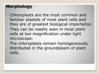 Morphology
 Chloroplasts are the most common and
familiar plastids of most plant cells and
they are of greatest biological importance.
 They can be readily seen in most plant
cells at low magnification under light
microscope.
 The chloroplasts remain homogeneously
distributed in the groundplasm of plant
cells.
 