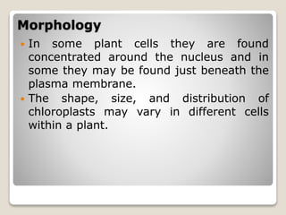 Morphology
 In some plant cells they are found
concentrated around the nucleus and in
some they may be found just beneath the
plasma membrane.
 The shape, size, and distribution of
chloroplasts may vary in different cells
within a plant.
 