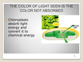  Chloroplasts
absorb light
energy and
convert it to
chemical energy
Light
Reflected
light
THE COLOR OF LIGHT SEEN IS THE
COLOR NOT ABSORBED
 