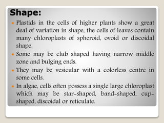 Shape:
 Plastids in the cells of higher plants show a great
deal of variation in shape, the cells of leaves contain
many chloroplasts of spheroid, ovoid or discoidal
shape.
 Some may be club shaped having narrow middle
zone and bulging ends.
 They may be vesicular with a colorless centre in
some cells.
 In algae, cells often possess a single large chloroplast
which may be star-shaped, band-shaped, cup-
shaped, discoidal or reticulate.
 