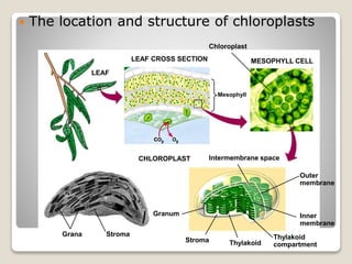  The location and structure of chloroplasts
LEAF CROSS SECTION MESOPHYLL CELL
LEAF
Chloroplast
Mesophyll
CHLOROPLAST Intermembrane space
Outer
membrane
Inner
membrane
Thylakoid
compartmentThylakoidStroma
Granum
StromaGrana
 