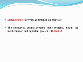  Starch granules are very common in chloroplasts.
 The chloroplast stroma contains many proteins, though the
most common and important protein is RuBisCO.
 