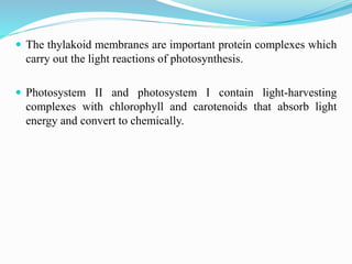  The thylakoid membranes are important protein complexes which
carry out the light reactions of photosynthesis.
 Photosystem II and photosystem I contain light-harvesting
complexes with chlorophyll and carotenoids that absorb light
energy and convert to chemically.
 
