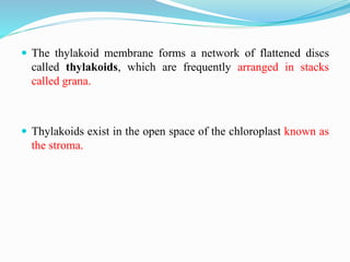  The thylakoid membrane forms a network of flattened discs
called thylakoids, which are frequently arranged in stacks
called grana.
 Thylakoids exist in the open space of the chloroplast known as
the stroma.
 