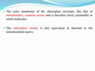  The outer membrane of the chloroplast envelope, like that of
mitochondria, contains porins and is therefore freely permeable to
small molecules.
 The chloroplast stroma is also equivalent in function to the
mitochondrial matrix:
 