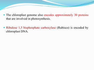  The chloroplast genome also encodes approximately 30 proteins
that are involved in photosynthesis.
 Ribulose 1,5 bisphosphate carboxylase (Rubisco) is encoded by
chloroplast DNA.
 