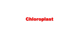 Chloroplast
 
