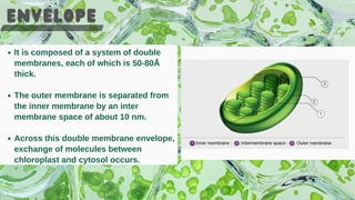 Chloroplast and it's structure presentation.pdf