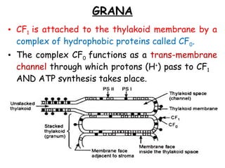 Grana Function Chloroplast: Structure & Function....... | PPTX
