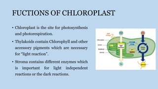 Comprehensive Overview of Chloroplast Structure and Function in ...