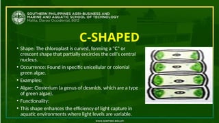 Variable Crescent CHLOROPBejdhvdvdbbfbbdhdhehLAST-final.pptx