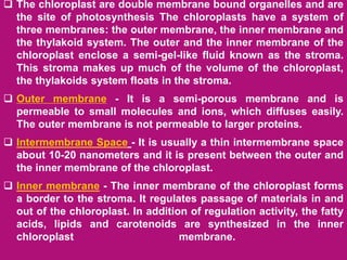  The chloroplast are double membrane bound organelles and are
the site of photosynthesis The chloroplasts have a system of
three membranes: the outer membrane, the inner membrane and
the thylakoid system. The outer and the inner membrane of the
chloroplast enclose a semi-gel-like fluid known as the stroma.
This stroma makes up much of the volume of the chloroplast,
the thylakoids system floats in the stroma.
 Outer membrane - It is a semi-porous membrane and is
permeable to small molecules and ions, which diffuses easily.
The outer membrane is not permeable to larger proteins.
 Intermembrane Space - It is usually a thin intermembrane space
about 10-20 nanometers and it is present between the outer and
the inner membrane of the chloroplast.
 Inner membrane - The inner membrane of the chloroplast forms
a border to the stroma. It regulates passage of materials in and
out of the chloroplast. In addition of regulation activity, the fatty
acids, lipids and carotenoids are synthesized in the inner
chloroplast membrane.
 