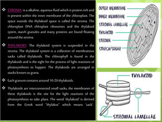  STROMA: is a alkaline, aqueous fluid which is protein rich and
is present within the inner membrane of the chloroplast. The
space outside the thylakoid space is called the stroma. The
chloroplast DNA chlroplast ribosomes and the thylakoid
sytem, starch granules and many proteins are found floating
aroundthestroma.
 THYLAKOID: The thylakoid system is suspended in the
stroma. The thylakoid system is a collection of membranous
sacks called thylakoids. The chlorophyll is found in the
thylakoids and is the sight for the process of light reactions of
photosynthesis to happen. The thylakoids are arranged in
stacksknownasgrana.
 Eachgranumcontainsaround10-20thylakoids.
 Thylakoids are interconnected small sacks, the membranes of
these thylakoids is the site for the light reactions of the
photosynthesis to take place. The word 'thylakoid' is derived
from the Greek word "thylakos" which means 'sack'.
 