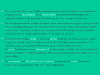  Protein complexes which carryoutlight reactionof photosynthesisare embedded inthe membranes of
the thylakoids.The PhotosystemIandthePhotosystemII are complexes thatharvest light with
chlorophyllandcarotenoids,they absorbthe light energy anduse it to energize the electrons.
 The molecules present in thethylakoidmembraneuse theelectronsthatareenergized topumphydrogen
ions intothe thylakoidspace,this decrease thepHand become acidicinnature.Alargeprotein complex
knownas theATPsynthasecontrols theconcentrationgradientofthe hydrogenions inthe thylakoid
spaceto generateATP energy andthe hydrogenions flowbackintothe stroma.
 Thylakoidsareof twotypes-granalthylakoidsandstromalthylakoids.Granalthylakoidsarearrangedin
the granaare pancakeshapedcircular discs,which areabout300-600nanometers in diameter. The
stromalthylakoidsarein contactwiththe stromaandare in theform ofhelicoid sheets.
The granalthylakoidscontainonly photosystemIIprotein complex, this allows them tostacktightlyand
formmany granallayers wiht granalmembrane. This structureincreases stabilityandsurface areaforthe
captureof light.
 The photosystemIandATPsynthaseprotein complexes are present in thestroma.These protein
complexes acts asspacers between the sheets ofstromalthylakoids.
 