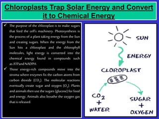 Chloroplasts Trap Solar Energy and Convert
it to Chemical Energy
 The purpose of the chloroplast is to make sugars
that feed the cell’s machinery. Photosynthesis is
the process of a plant taking energy from the Sun
and creating sugars. When the energy from the
Sun hits a chloroplast and the chlorophyll
molecules, light energy is converted into the
chemical energy found in compounds such
as ATPandNADPH.
 Those energy-rich compounds move into the
stroma where enzymes fix the carbon atoms from
carbon dioxide (CO2). The molecular reactions
eventually create sugar and oxygen (O2). Plants
and animals then use the sugars (glucose) for food
and energy. Animals also breathe the oxygen gas
thatis released.
 