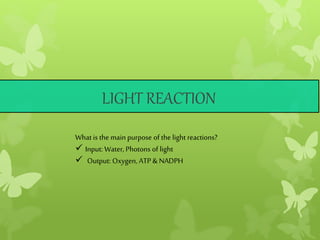 LIGHT REACTION
What is the main purpose of the light reactions?
 Input: Water, Photons of light
 Output: Oxygen, ATP & NADPH
 
