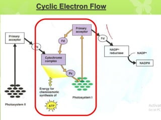 Cyclic Electron Flow
 