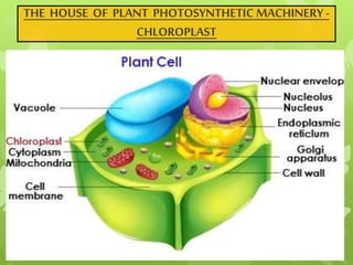 THE HOUSE OF PLANT PHOTOSYNTHETIC MACHINERY-
CHLOROPLAST
 