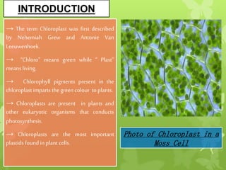 INTRODUCTION
→ The term Chloroplast was first described
by Nehemiah Grew and Antonie Van
Leeuwenhoek.
→ “Chloro” means green while “ Plast”
meansliving.
→ Chlorophyll pigments present in the
chloroplast imparts the greencolour to plants.
→ Chloroplasts are present in plants and
other eukaryotic organisms that conducts
photosynthesis.
→ Chloroplasts are the most important
plastids found in plant cells.
Photo of Chloroplast in a
Moss Cell
 
