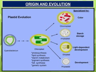 ORIGIN AND EVOLUTION
 