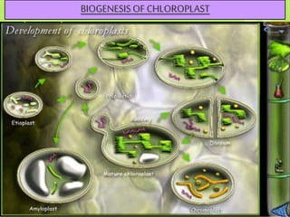 BIOGENESIS OF CHLOROPLAST
 