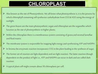 CHLOROPLAST
 Also known as the site of Photosynthesis. We all know what photosynthesis is, it is the process by
which chlorophyll containing cell synthesize carbohydrate from CO2 & H2O using the energy of
sunlight.
 The green leaves are the main photosynthetic organ and chloroplast are the organelles which
function as the site of photosynthesis in higher plants.
 Within the chloroplast there is a membranous system consisting of grana and stromal lamellae
and fluid matrix.
 The membrane system is responsible for trapping light energy and synthesizing ATP and NADPH.
 In Stroma the enzymatic reaction incorporates CO2 in the plant leading to the synthesis of sugar.
 The former set of reaction are light dependent and are light reaction. The latter reaction though
dependent on the product of light i.e., ATP and NADPH can occur in dark and are called dark
reaction.
 A typical plant cell mightcontain about 50 chloroplasts per cell.
 