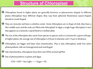  Chloroplasts found in higher plants are generally biconvex or planoconvex shaped. In different
plants chloroplasts have different shapes, they vary from spheroid, filamentous saucer-shaped,
discoid or ovoid shaped.
 They are vesicular and have a colorless center. Some chloroplasts are in shape of club, they have a
thin middle zone and the ends are filled with chlorophyll. In algae a single huge chloroplast is seen
that appears as a network, a spiral band or a stellate plate.
 The size of the chloroplast also varies from species to species and it is constant for a given cell type.
In higher plants, the average size of chloroplast is 4-6 µm in diameter and 1-3µm in thickness.
 Chloroplasts are bigger and fatter than mitochondria. That is why chloroplasts settle first when
photosynthetic cells are homogenized and centrifuged.
 Like mitochondria, chloroplasts have their own DNA, termed cpDNA.
 Site of photosynthesis in plants and algae.
CO2 + H2O + Sun Light ----->Sugar+ O2
Structure of Chloroplast
 